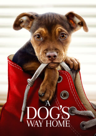 A Dog’s Way Home 2019 Dual Audio Hindi-English 480p 720p